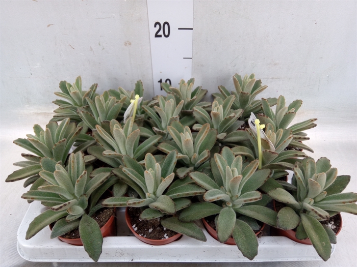 <h4>Kalanchoe NF tomentosa</h4>