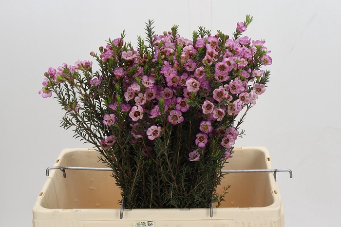 <h4>Chamelaucium Adi</h4>