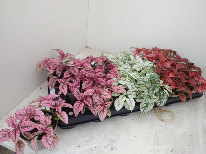 <h4>HYPOEST GEM</h4>