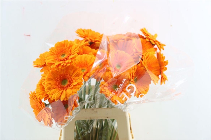 <h4>Ge Gr Eureka</h4>