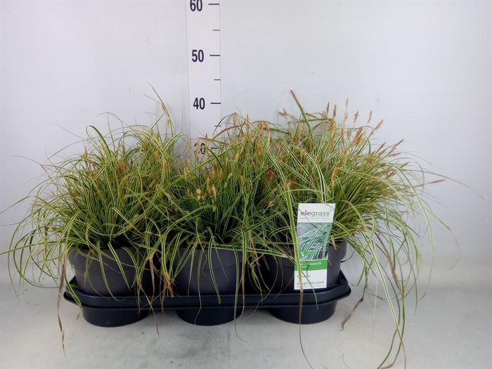 <h4>Carex oshimensis 'Everest'</h4>