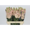 Matthiola Iron Apricot