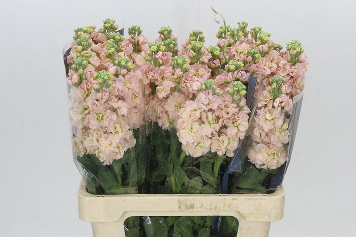 <h4>Matthiola Iron Apricot</h4>
