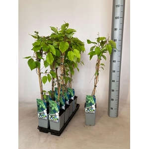 Actinidia arguta Issai