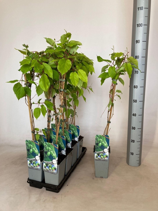 <h4>Actinidia arguta Issai</h4>