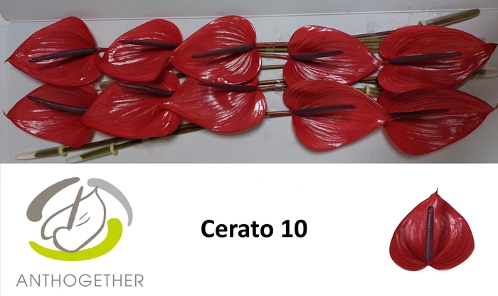 <h4>ANTH A CERATO 10</h4>