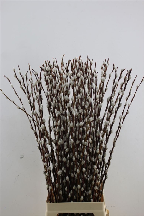 <h4>Salix Wilgenkatjes 90cm</h4>