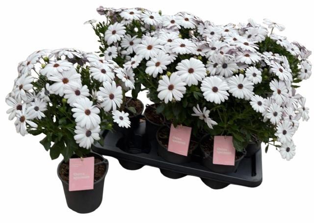 <h4>OSTEO SUNNY FELIX</h4>