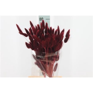 Dried Lagurus Bleached Bordeaux Bs
