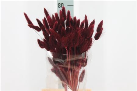 Dried Lagurus Bleached Bordeaux