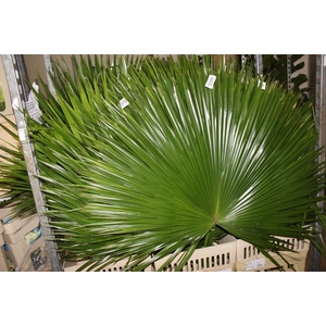 FOLHAGEM PALMEIRA LATANIA