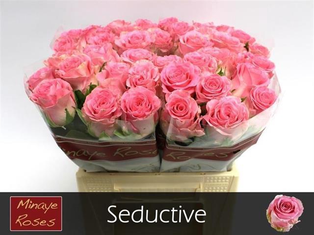 R GR SEDUCTIVE@