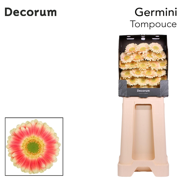 <h4>Germini Tompouce Diamond</h4>