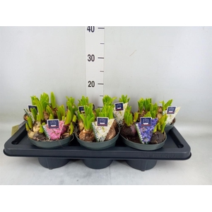 Hyacinthus orie. 'Multifl' ..mix 3