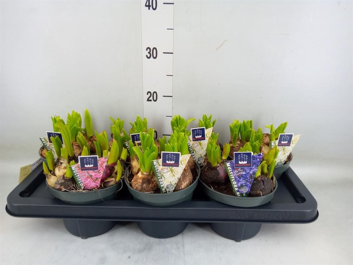 <h4>Hyacinthus orie. 'Multifl' ..mix 3</h4>