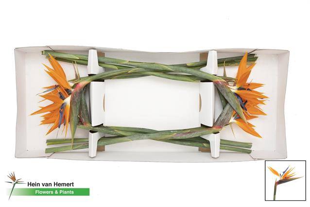 <h4>Strel Reginae Bloem  23 cm</h4>