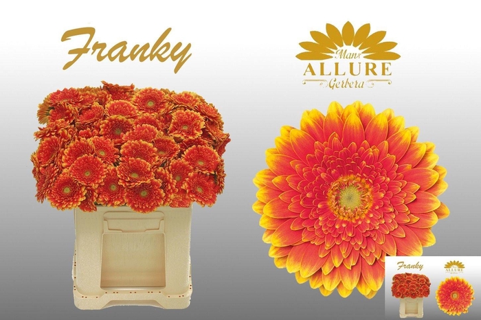 <h4>GE MI FRANKY</h4>