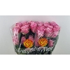 R GR BABALOO Welyflor