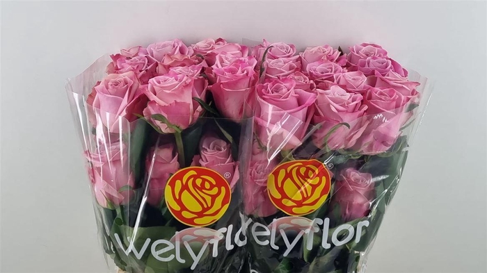 R GR BABALOO Welyflor