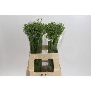 Triteleia Twin Sisters