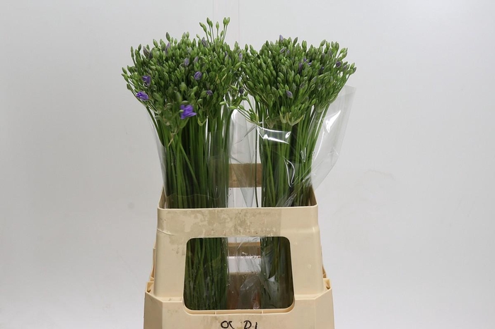 <h4>Triteleia Twin Sisters</h4>