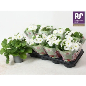 PRIM OBCONICA WHITE P12