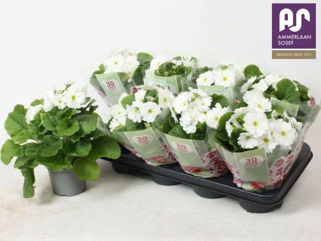 <h4>PRIM OBCONICA WHITE P12</h4>