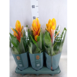 Vriesea  'Intenso Flame'