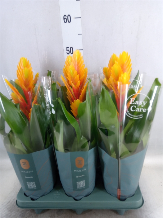 <h4>Vriesea  'Intenso Flame'</h4>