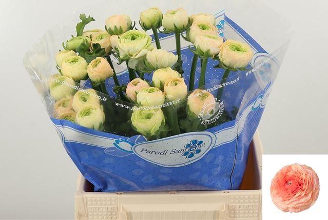 <h4>RAN SU TUAREG</h4>