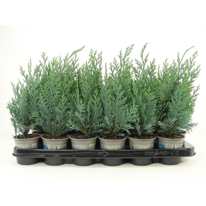 Chamaecyparis Columnari