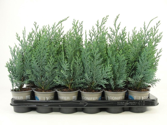 <h4>Chamaecyparis Columnari</h4>