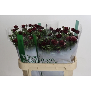 Ranunculus Magical Chocolate