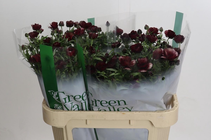 <h4>Ranunculus Magical Chocolate</h4>