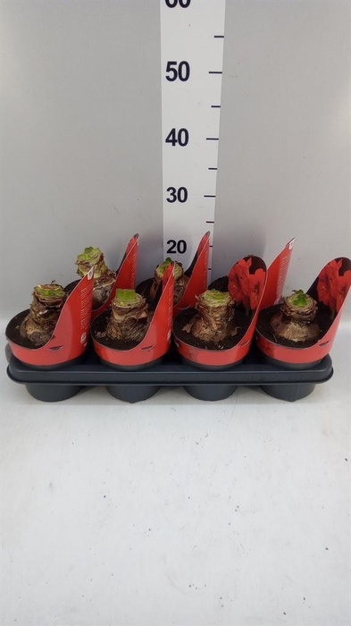 <h4>Hippeastrum GA 'Red Star'</h4>