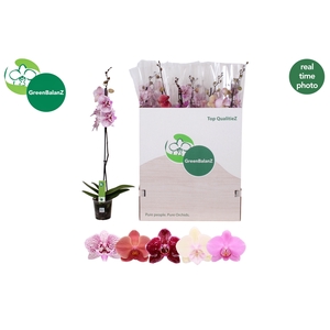 PHAL GEM