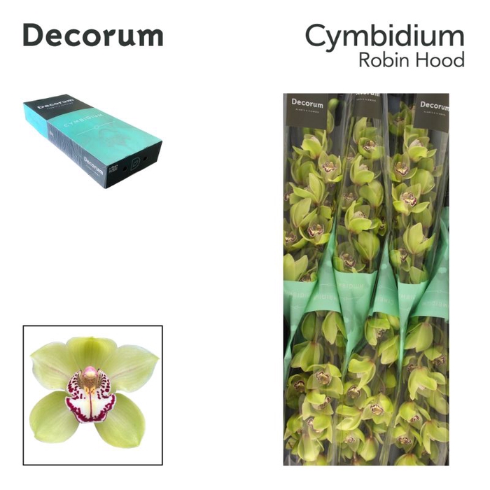 <h4>Cymbidium Mrs R Hood 80 cm Super Koningshof</h4>