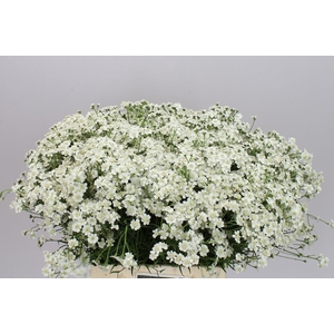 Achillea The Pearl