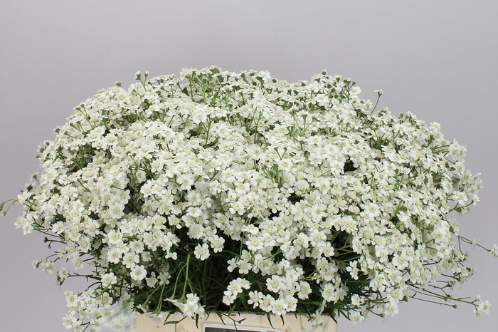 <h4>Achillea The Pearl</h4>