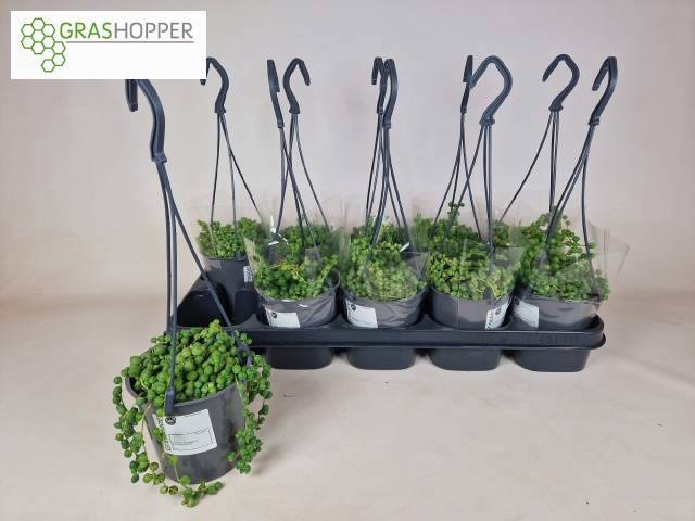 <h4>SENEC ROWLEYANUS</h4>