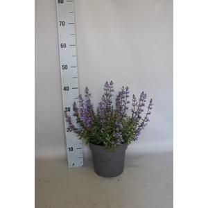 vaste planten 19 cm  Nepeta Purssian Blue