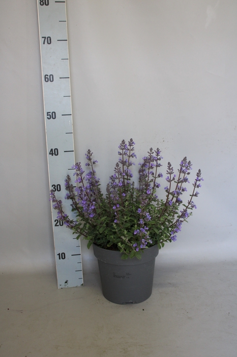 <h4>vaste planten 19 cm  Nepeta Purssian Blue</h4>