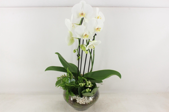 <h4>arr2 PL - Glas Olay phal wit</h4>