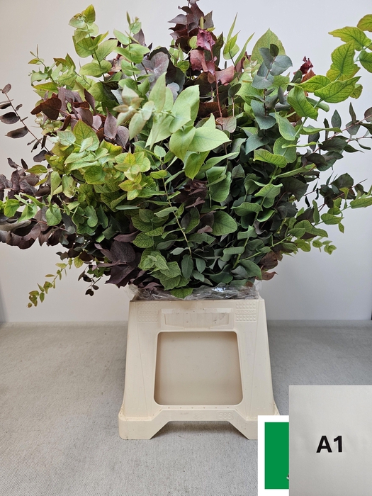 <h4>EUC STUARTIANA HERFST PB</h4>