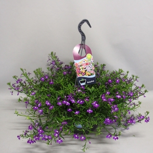 Hangpotten 27 waterreservoir Lobelia Purple
