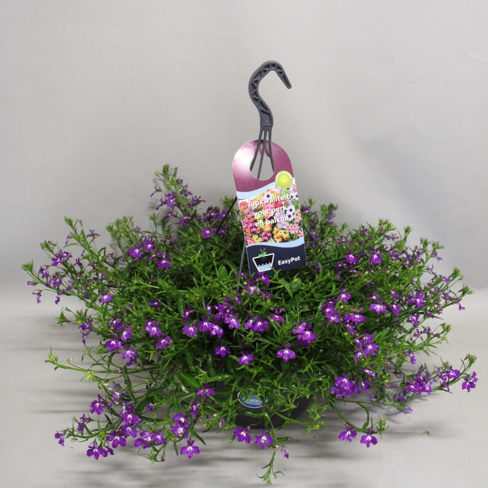<h4>Hangpotten 27 waterreservoir Lobelia Purple</h4>