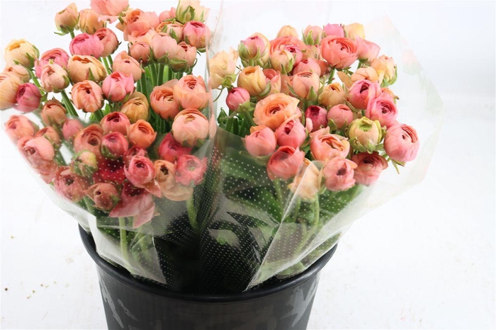 <h4>Ran Elegance Salmon</h4>