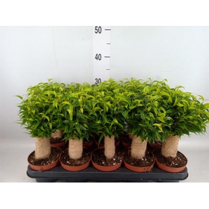 Ficus benja. 'Natasja'