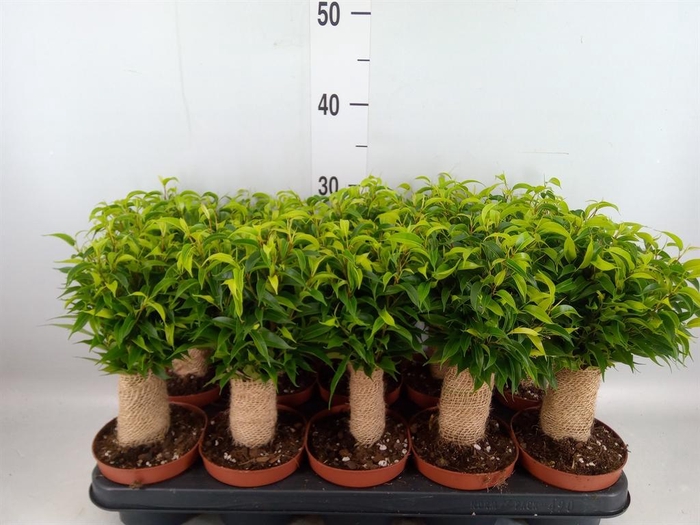 <h4>Ficus benja. 'Natasja'</h4>