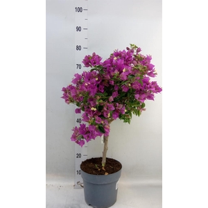 Bougainvillea   ...